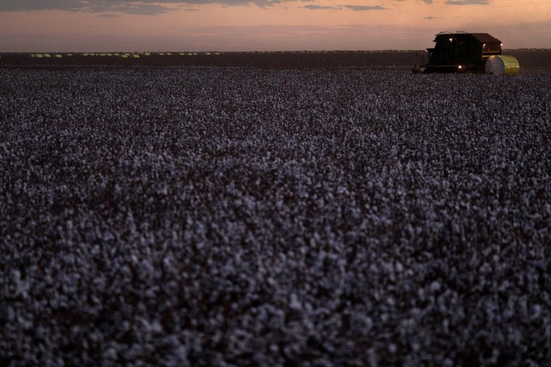 © Reuters. Colheita de algodão no distrito de Roda Velha, próximo a Luís Eduardo Magalhães (BA)