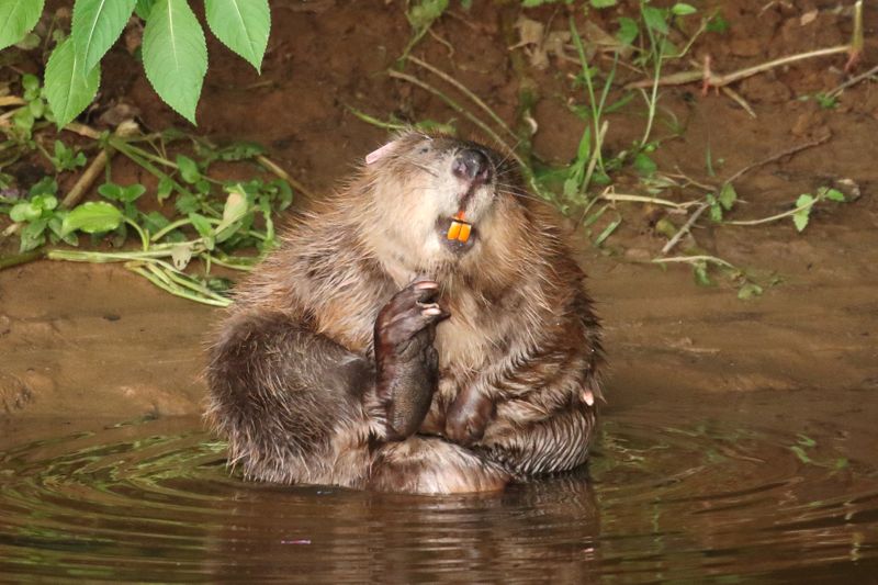 © Reuters. Beaver is pictured at River Otter, Devon