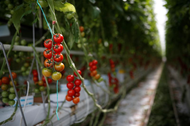 &copy; Reuters. Tomatoes are seen in a greenhouse at the Roue farm in Cleder