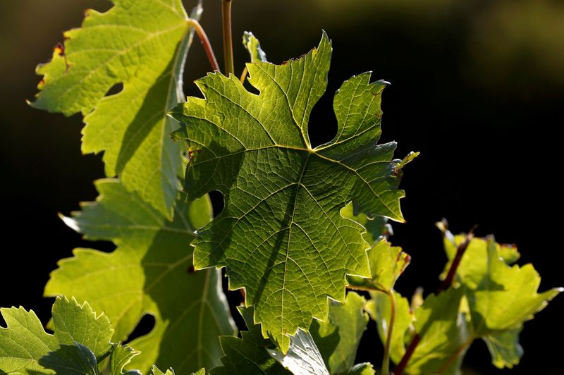 &copy; Reuters. FILE PHOTO: Vine leaves are pictured in a vineyard few days before harvest in Cenac