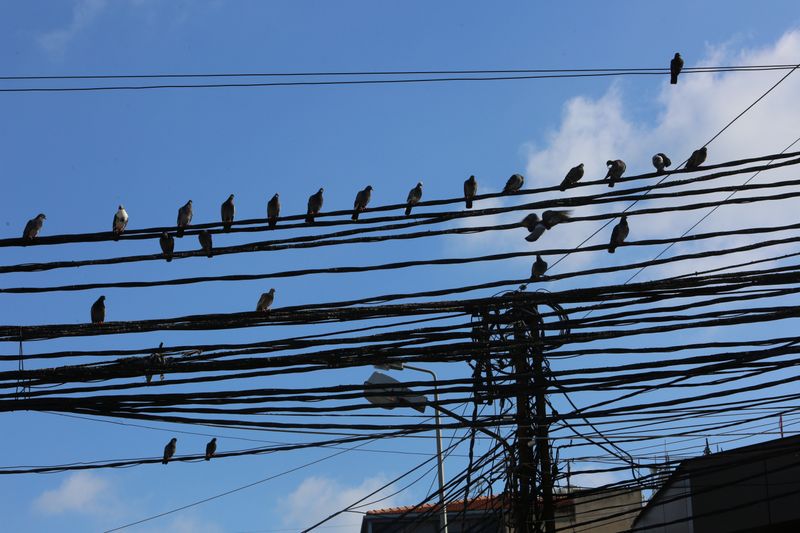 © Reuters. Birds sit on electricity cables in Tyre
