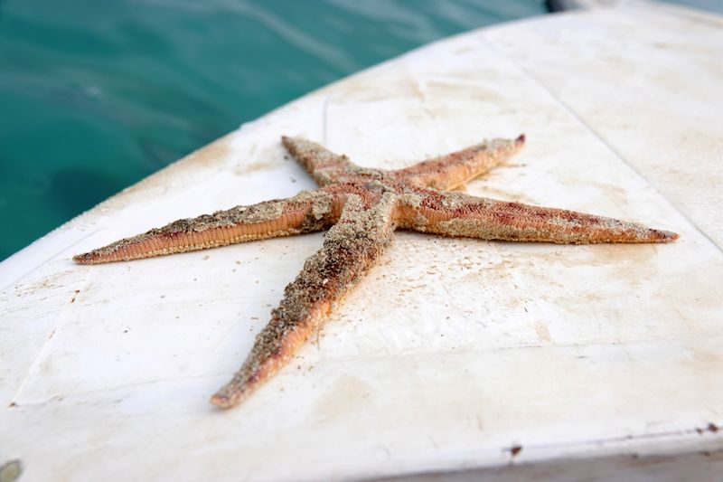 © Reuters. A dead starfish is seen following leaked oil from the bulk carrier ship MV Wakashio, which ran aground on a reef, at the Riviere des Creoles