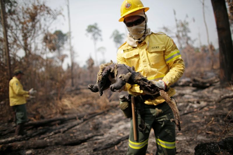 &copy; Reuters. A Brazilian Institute for the Environment and Renewable Natural Resources (IBAMA) fire brigade member holds a dead anteater while attempting to control hot points in a tract of the Amazon jungle near Apui