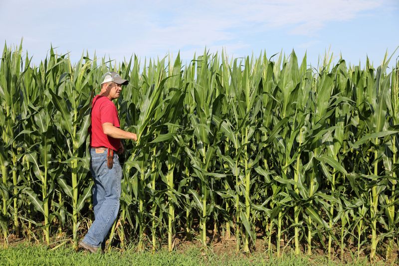 © Reuters. Agricultor checa plantio de milho em Grand Junction, Iowa (EUA)