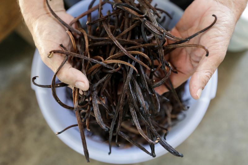 &copy; Reuters. Iton Rifa&apos;i, a 74-year-old vanilla farmer, shows dried vanilla beans at Kebon Kakek farm in Serang