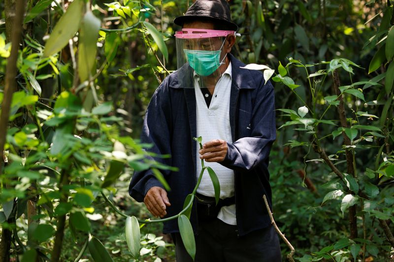 &copy; Reuters. Iton Rifa&apos;i, a 74-year-old vanilla farmer, wearing face a shield and protective mask while treating his vanilla vines at Kebon Kakek farm in Serang