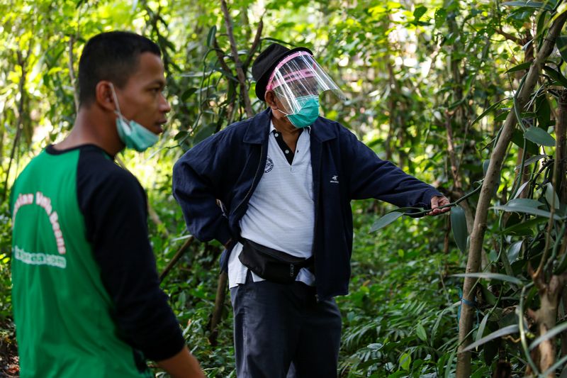 © Reuters. Vanilla farmers Mohamad Akbar Budiman, 30, and Iton Rifa'i, 74, check their vanilla vines at Kebon Kakek farm in Serang