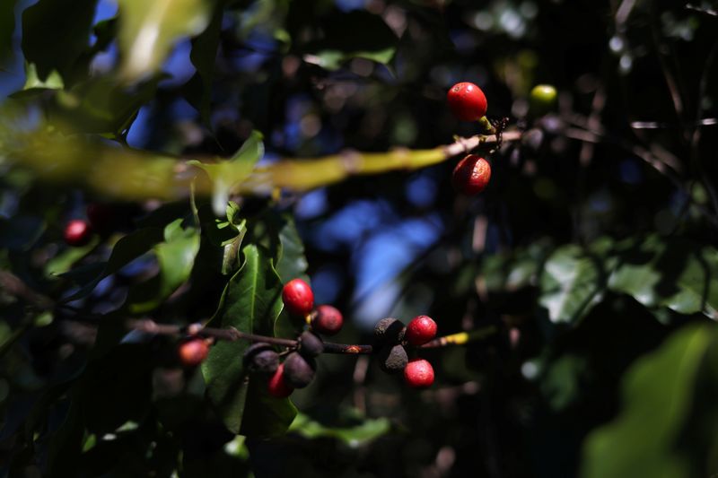 &copy; Reuters. Cultivo de café em São João da Boa Vista (SP)