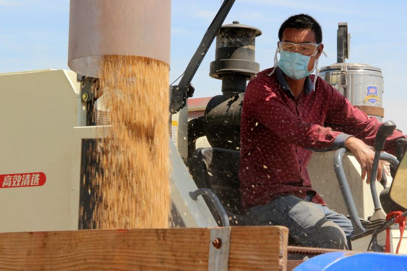 © Reuters. Agricultor durante colheita de trigo em Suqian, China