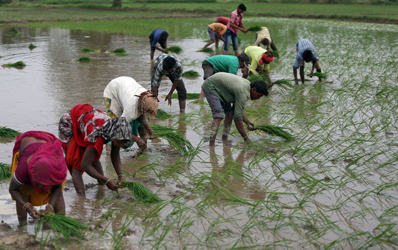 &copy; Reuters. Farmers plant saplings in a rice field on the outskirts of Ahmedabad