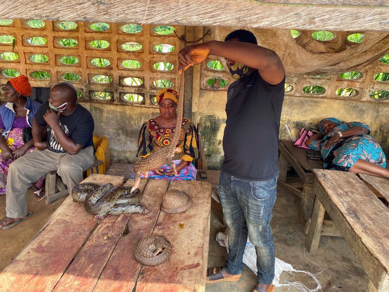 &copy; Reuters. Curled up pangolins and a snake are displayed on a table of a wildlife seller Kunle Yusaf, as he holds up a pangolin in Lagos