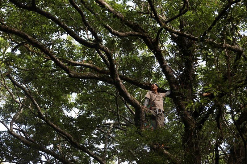 &copy; Reuters. The Wider Image: Taiwan plant hunters race to collect rare species before they are gone