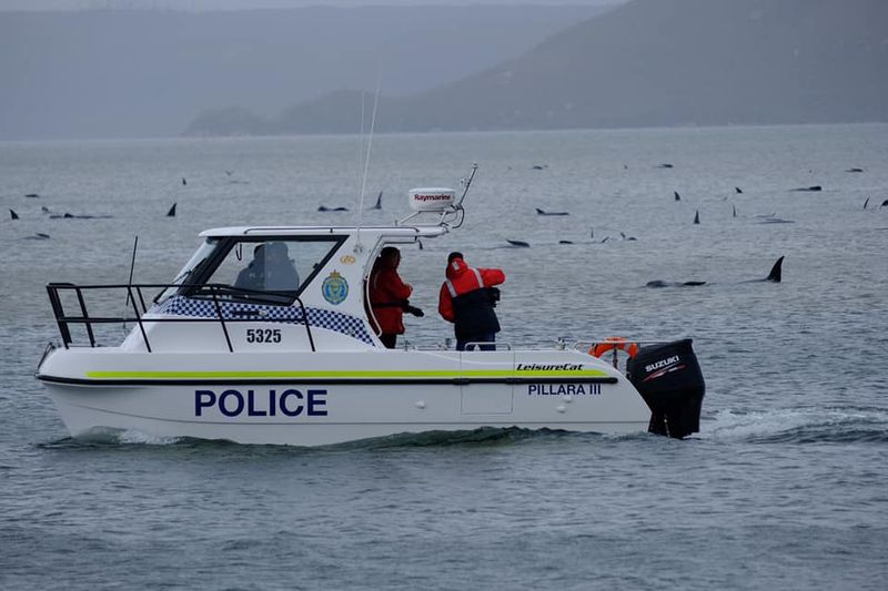 &copy; Reuters. Police officers are seen on a boat near stranding whales in MacQuarie Heads, Tasmania, Australia in this picture obtained from social media dated