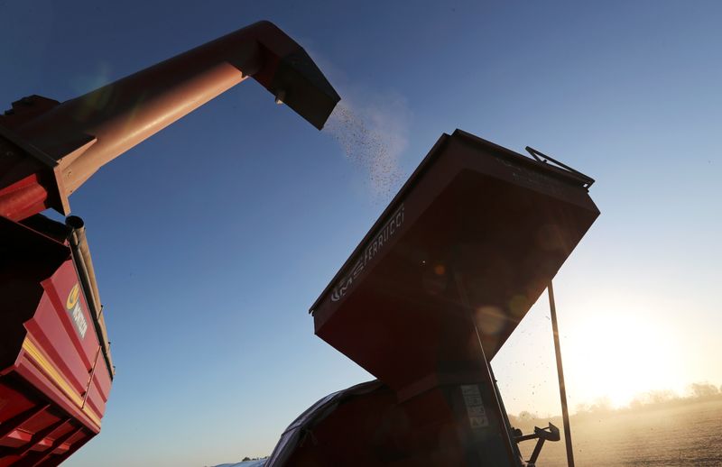 &copy; Reuters. A truck unloads soy grains in a silo bag on a farmland in Chivilcoy, on the outskirts of Buenos Aires