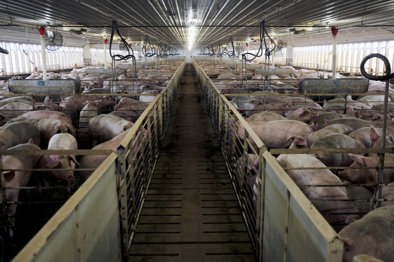 &copy; Reuters. Hogs are seen in the Cher Pork Farms facility in Lone Rock