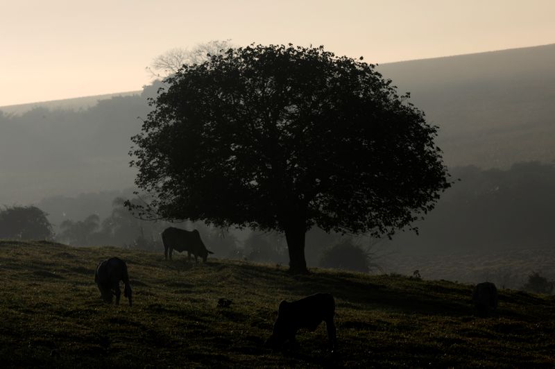 © Reuters. Criação de gado em Paulínia (SP)
