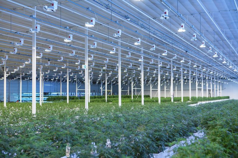 © Reuters. A view shows the grow room of Aurora Cannabis' Aurora Sky cannabis growing greenhouse in Alberta, Canada