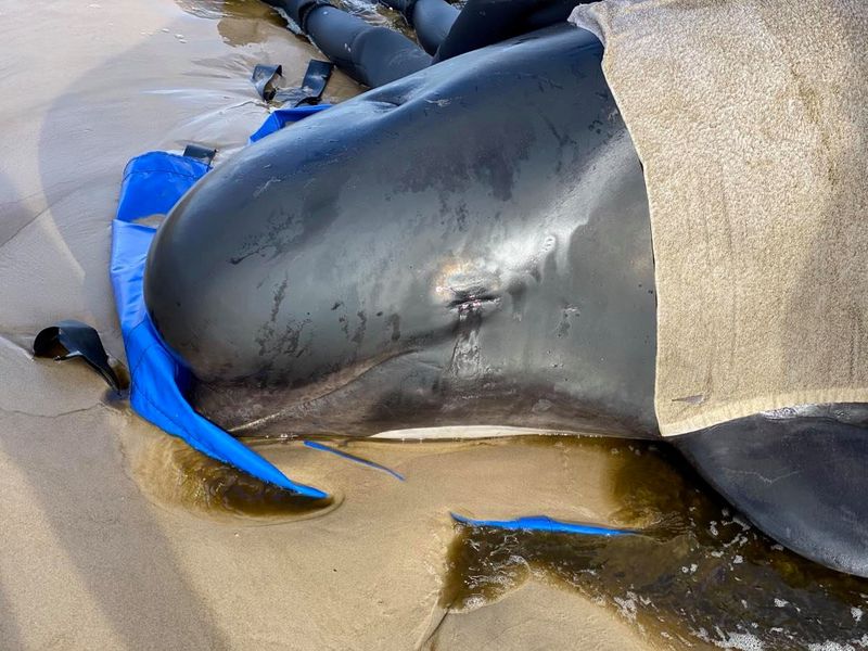 &copy; Reuters. Whale rescue efforts take place at Macquarie Harbour in Tasmania