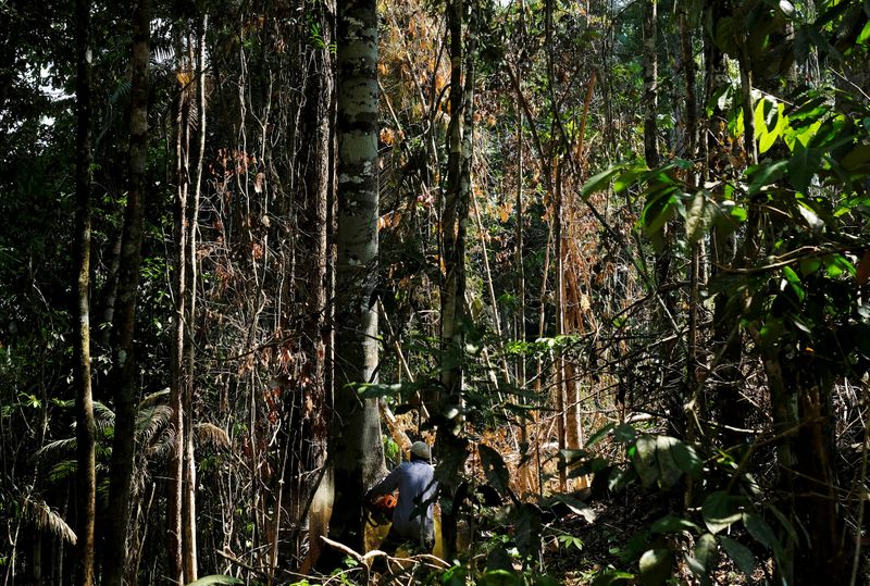 © Reuters. FILE PHOTO: A man cuts down a tree with a chainsaw in a forest near the municipality of Itaituba