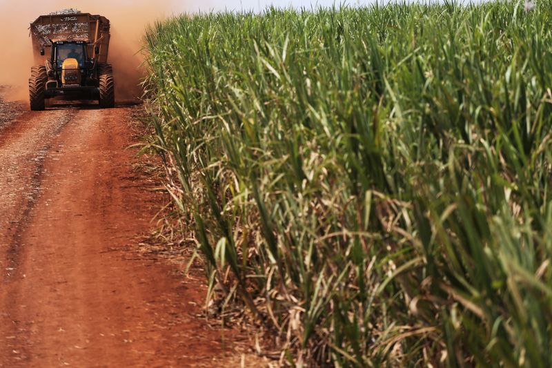 © Reuters. Tractor carries sugar cane on a field at the property of Grupo Moreno in Ribeirao Preto