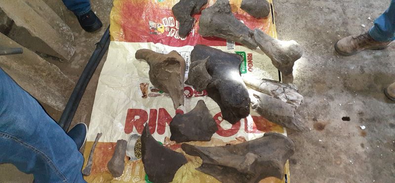 Colombian miners strike fossilized gold: a mastodon