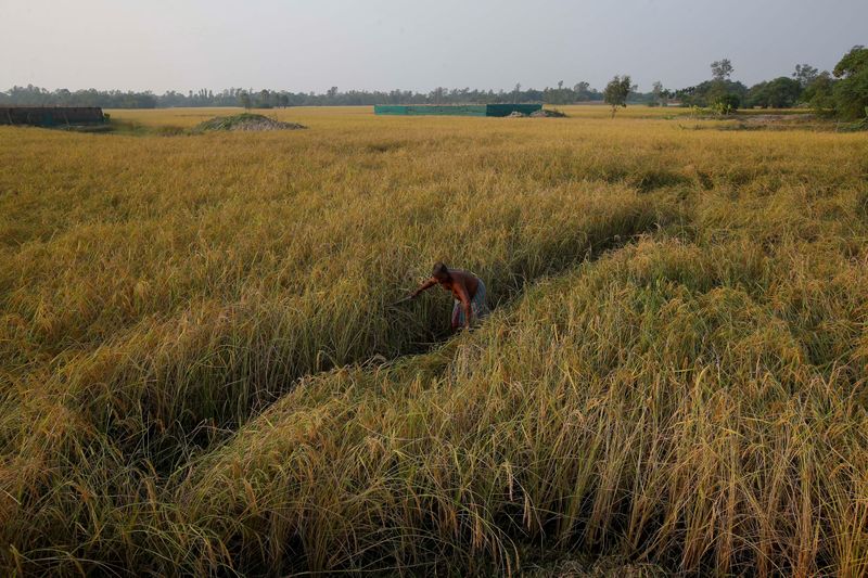 &copy; Reuters. Plantação de arroz na Índia