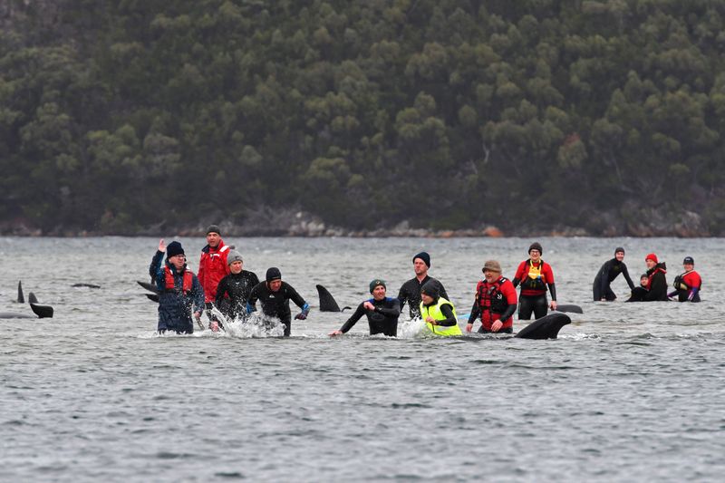 &copy; Reuters. FILE PHOTO: Rescue efforts to save whales stranded on a sandbar take place at Macquarie Harbour