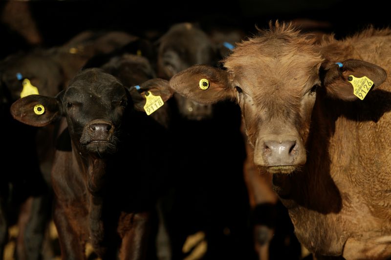 © Reuters. Certified beef cattle are pictured at Rancho Estrada in the town of San Agustin