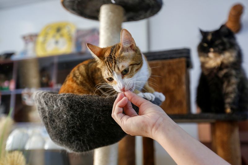 &copy; Reuters. Cat Cafe offers therapy to human and adoption to cats in Dubai