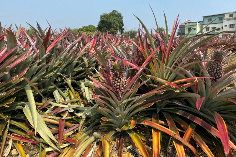 &copy; Reuters. FILE PHOTO: Pineapples grow in a field in Kaohsiung