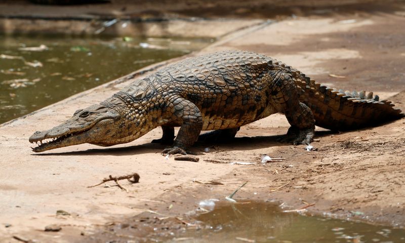 &copy; Reuters. Crocodilo recuperado após fugir de criadouro na África do Sul