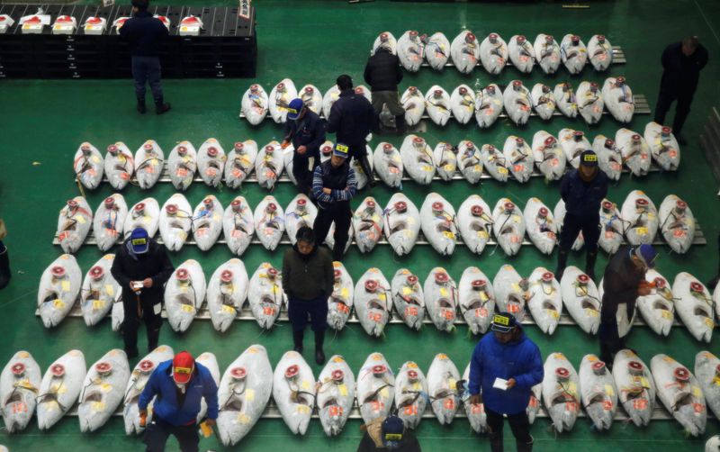 &copy; Reuters. FILE PHOTO: Wholesalers check the quality of frozen tuna displayed during at the Toyosu fish market's first tuna auction in this year in Tokyo, Japan, January 5, 2019. REUTERS/Kim Kyung-Hoon