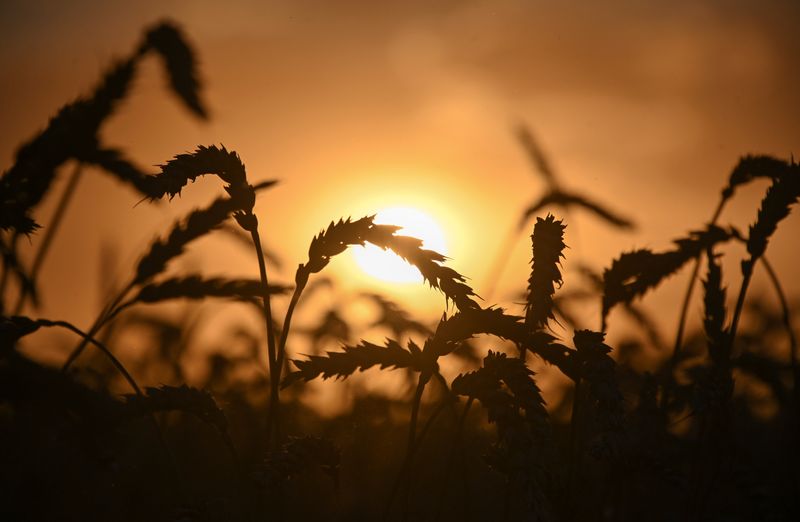 &copy; Reuters. Ears of wheat are seen on sunset in a field of Triticum farm in Omsk Region, Russia September 16, 2020. Picture taken September 16, 2020.  REUTERS/Alexey Malgavko