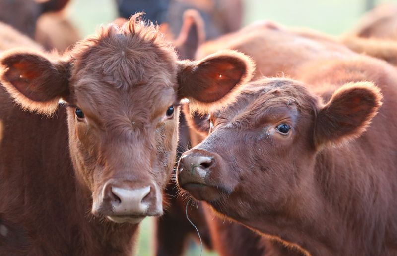 &copy; Reuters. Foto de archivo - Vacas en un campo cerca de la ciudad bonaerense de Pergamino, durante la propagación de la enfermedad por coronavirus (COVID-19), Argentina. Jul 4, 2020. REUTERS/Agustin Marcarian