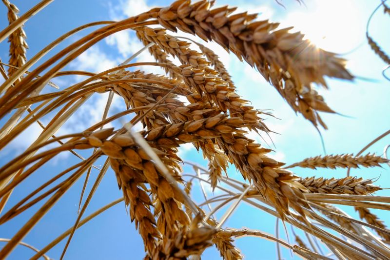 © Reuters. Wheat is seen in a field near the southern Ukranian city of Nikolaev July 8, 2013. Prices for wheat supplies with 12.5 percent protein content were unchanged at $252 per tonne in the Black Sea on a free-on-board (FOB) basis last week, according to IKAR on July 29. Prices in shallow-water ports rose $1 to $222 per tonne. Picture taken July 8, 2013.   REUTERS/Vincent Mundy (UKRAINE - Tags: AGRICULTURE BUSINESS)