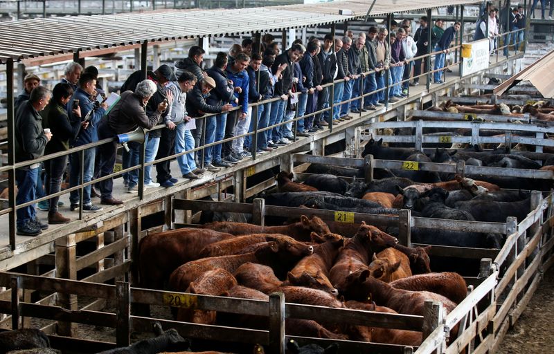 © Reuters. Mercado de gado de Liniers, nos arredores de Buenos Aires, Argentina 
27/08/2019
REUTERS/Agustin Marcarian