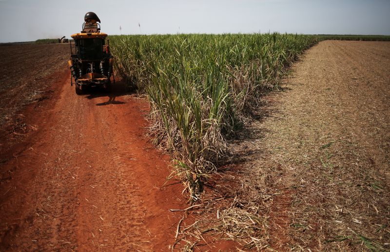 &copy; Reuters. Colheita de cana-de-açúcar em usina em Ribeirão Preto (SP), no Brasil
REUTERS/Nacho Doce