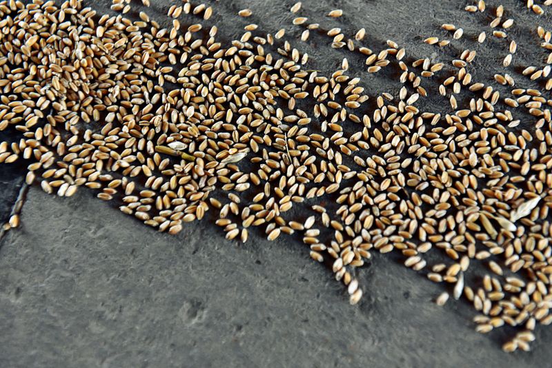 &copy; Reuters. Grãos de trigo em Bessie, Oklahoma (EUA) 
12/06/2019
REUTERS/Nick Oxford