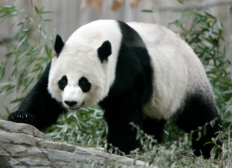 &copy; Reuters. Panda Mei Xiang, que o deu à luz em agosto aos 22 anos
 29/11/2005   REUTERS/Jason Reed