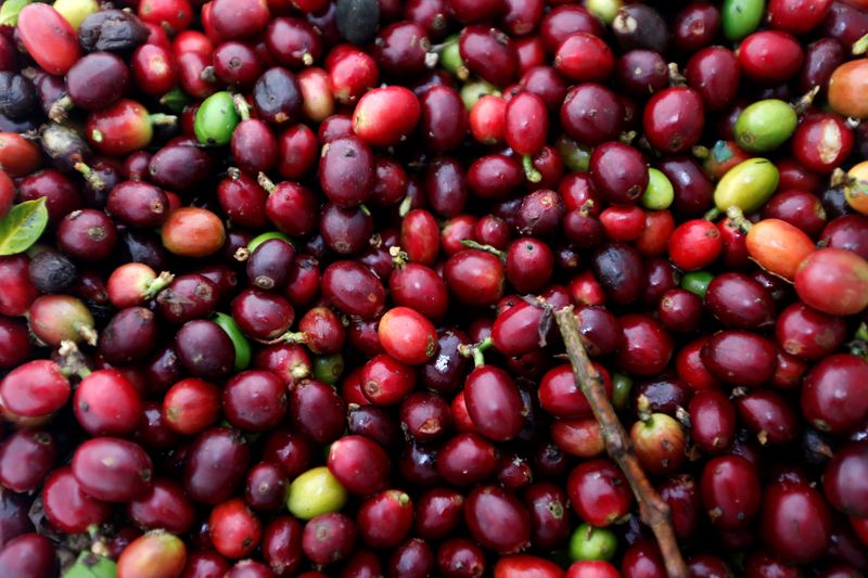 &copy; Reuters. Foto de archivo ilustrativa de granos de café recién cosechados en una plantación en Pueblorrico, Colombia 
Mar 11, 2019. 
REUTERS/Luisa Gonzalez