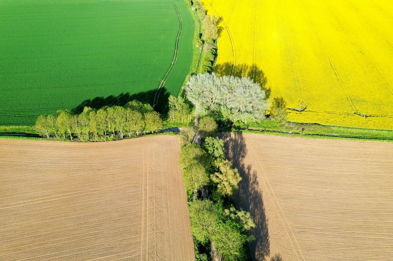 &copy; Reuters. FILE PHOTO: An aerial view shows a yellow rapeseed, wheat and sugar beet fields in Carnieres, France, May 18, 2021. Picture taken with a drone. REUTERS/Pascal Rossignol/File Photo