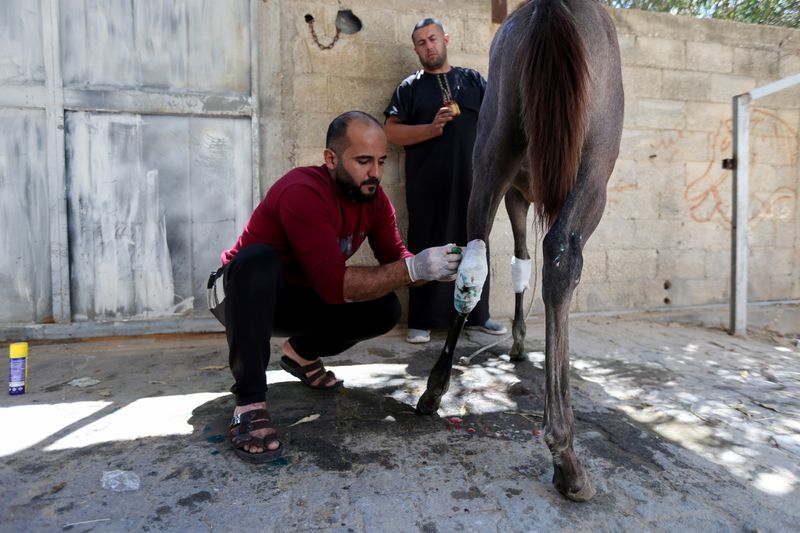 &copy; Reuters. Homem trata cavalo do palestino Omar Shahin, que foi ferido durante o combate entre Israel e Palestina, em Gaza
24/05/2021 REUTERS/Ibraheem Abu Mustafa