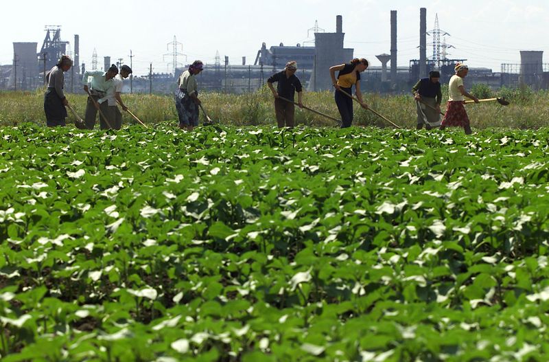 &copy; Reuters. Produtores trabalhando em campo de soja na Romênia. 
21/05/2004
REUTERS/Bogdan Cristel