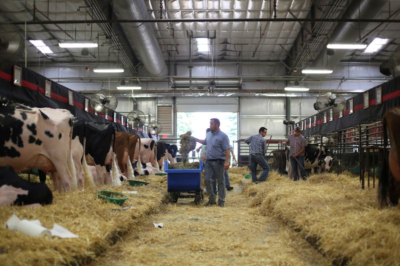 © Reuters. FILE PHOTO: Fresh hay is distributed to cows in the exhibition hall during the World Dairy Expo in Madison, Wisconsin, U.S., October 3, 2018.  REUTERS/Ben Brewer