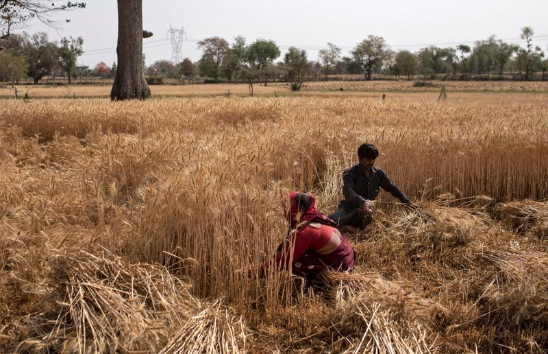 © Reuters. Colheita de trigo no Estado de Madhya Pradesh, Índia 
08/04/2020
REUTERS/Danish Siddiqui