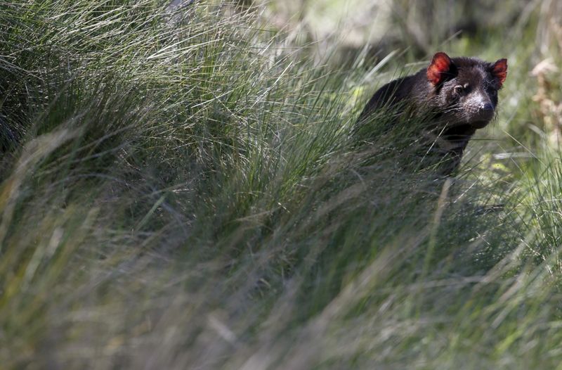 &copy; Reuters. FILE PHOTO: A Tasmanian Devil sits in tall grass as a shipment of healthy and genetically diverse devils to the island state of Tasmania are prepared, at the Devil Ark sanctuary in Barrington Tops on Australia's mainland, November 17, 2015. The devils wer